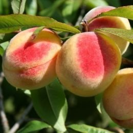 persikas